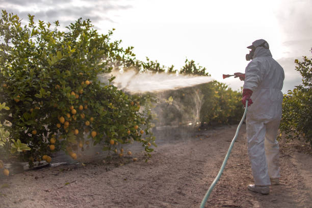 Best Termite Control Services  in Holiday Heights, NJ