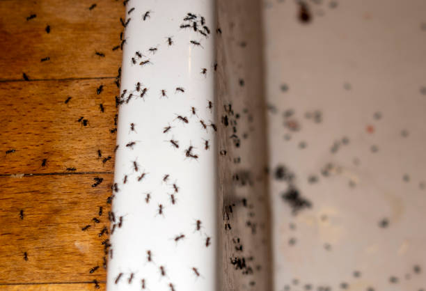 Best Exterminator Services  in Holiday Heights, NJ